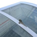 Congelador SHOWCASE Rca horizontal 298 litros tapa de vidrio color blanco - Image 4